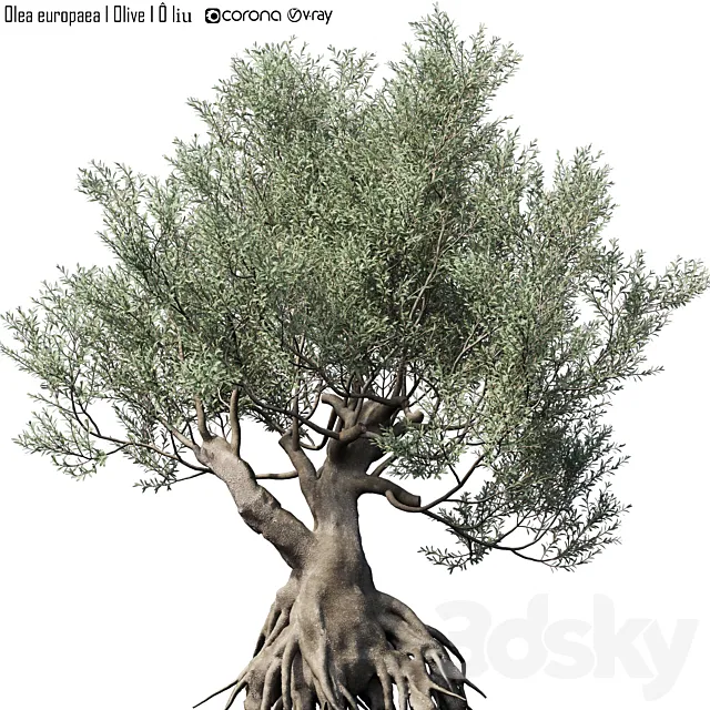 Olive Tree (Europa Olea) # 1 3D Model
