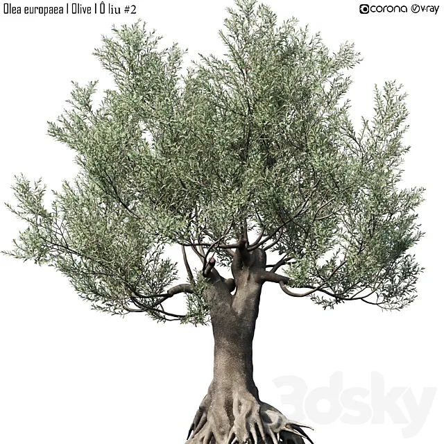 Olive Tree (Europa Olea) # 2 3D Model