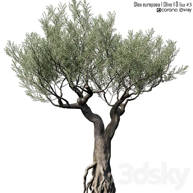 Olive Tree (Europa Olea) # 3 3D Model