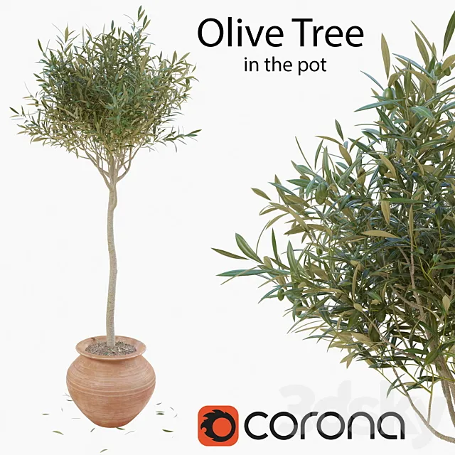 Olive tree in a pot 3D Model