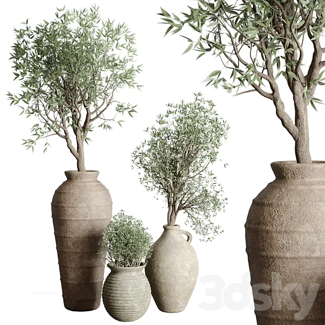 Olive tree in an old earthenware vase indoor collection 167 3D Model
