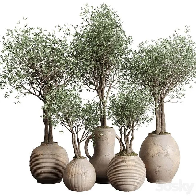 Olive tree in an old earthenware vase indoor collection 182 3D Model