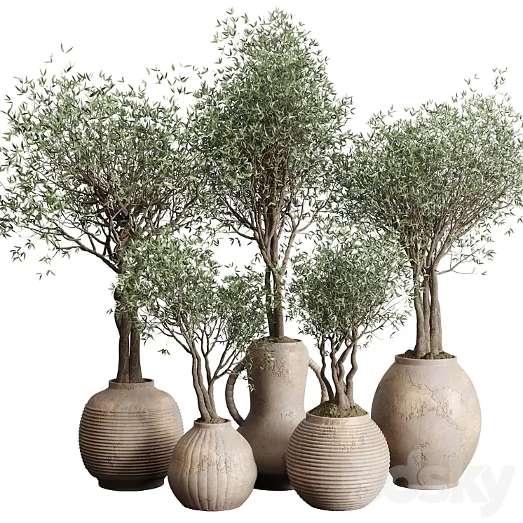Olive tree in an old earthenware vase indoor collection 182 3D Model Free