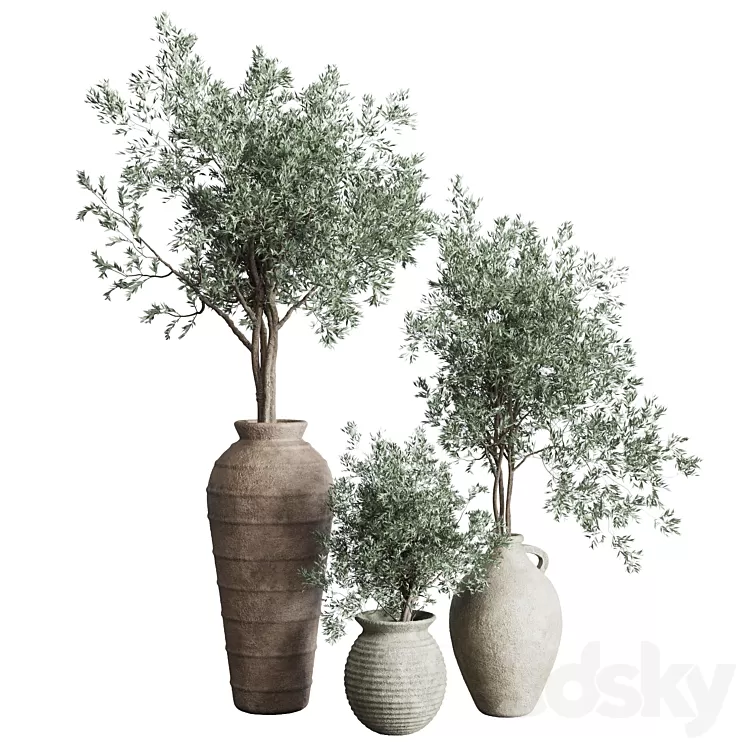 Olive tree in an old earthenware vase indoor collection 278 3D Model Free