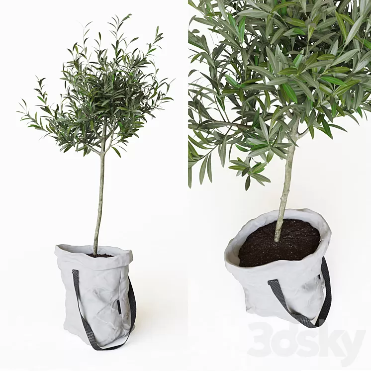 Olive tree in bag
