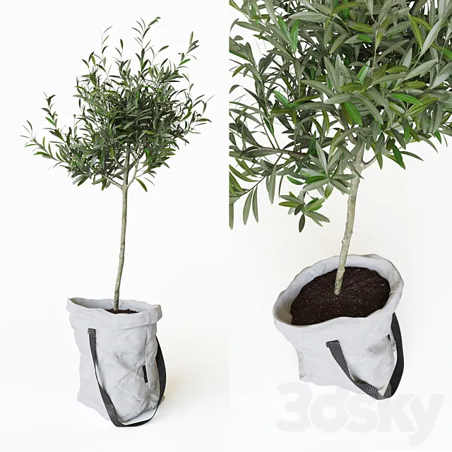 Olive tree in bag 3DModel