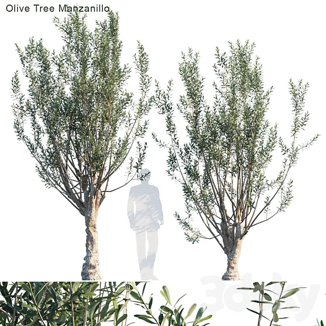 Olive tree manzanillo 3D Model