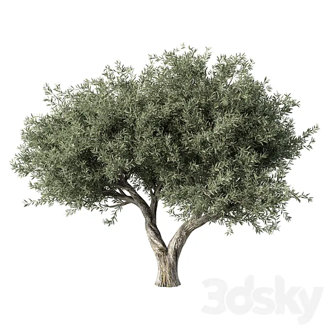 Olive Tree No.78 Free Download