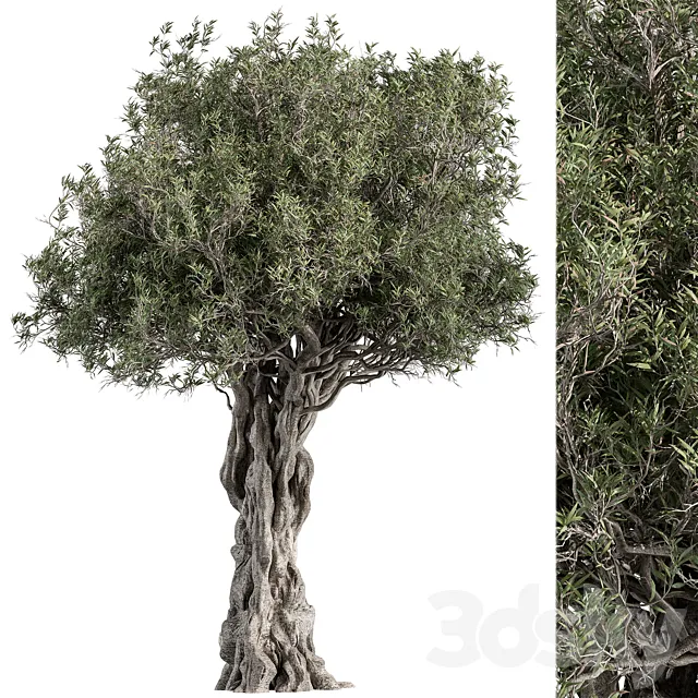 Olive Tree Set 194 3D Model