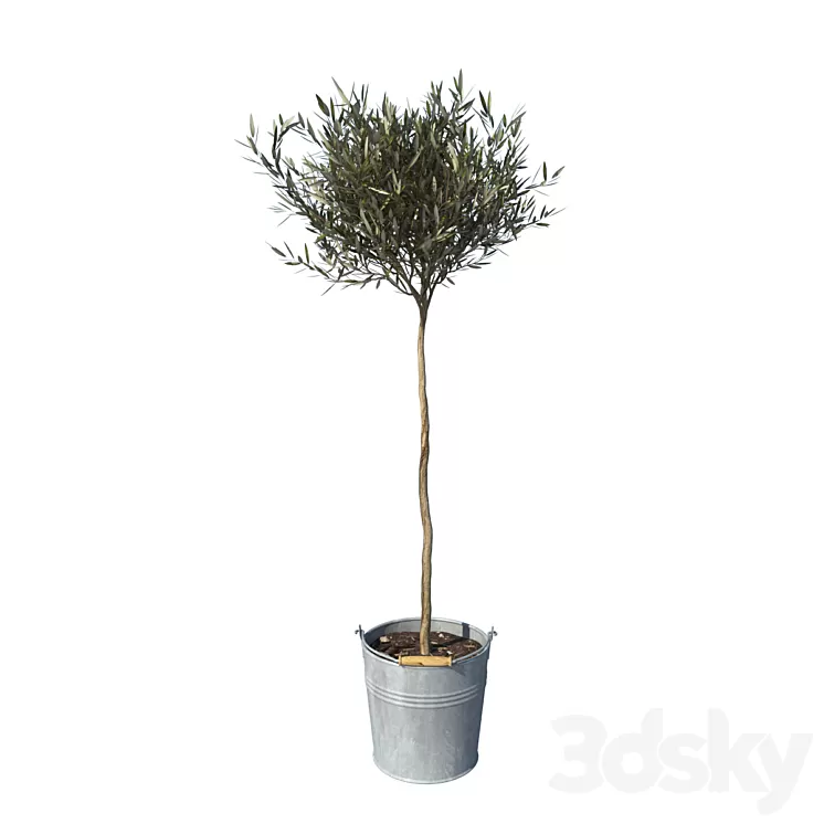 olive tree small 3D Model