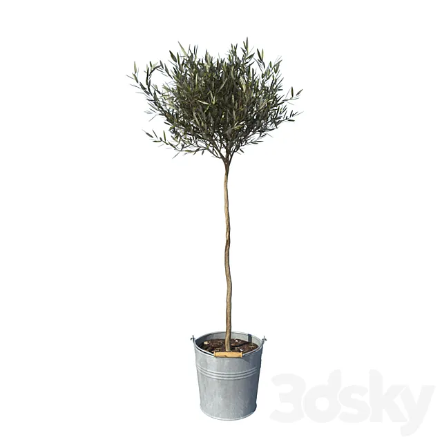 olive tree small 3DModel