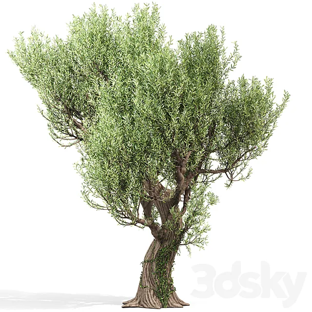 Olive Tree With Vines Free Download
