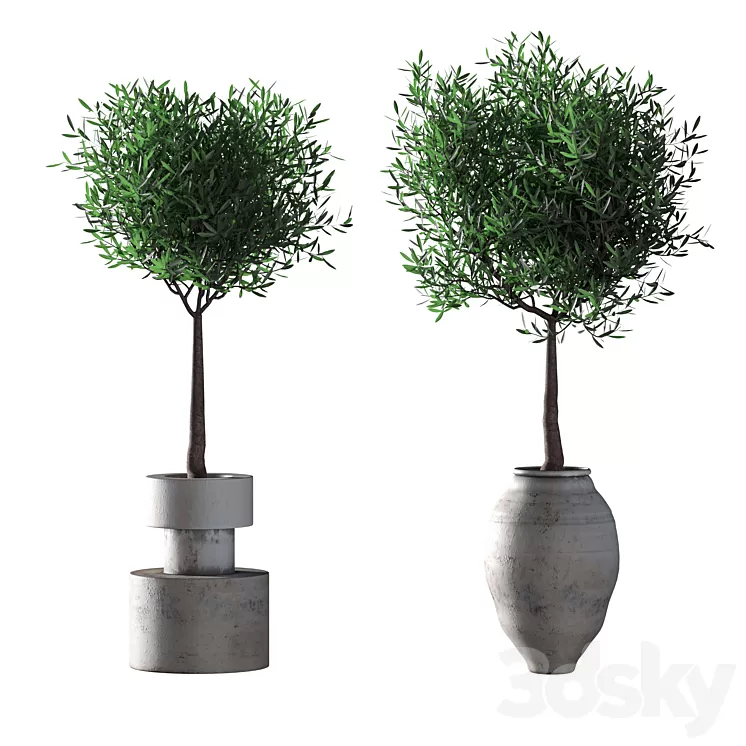 Olive trees. 2 models 3D Model