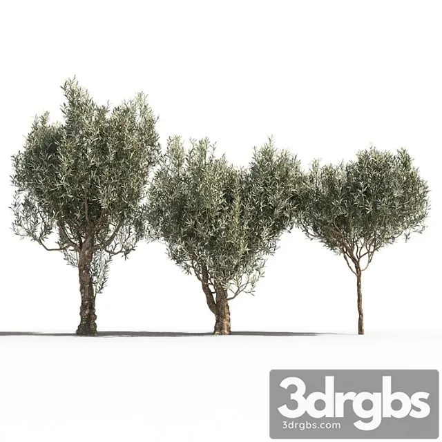 Olive Trees 3 3D Model Free