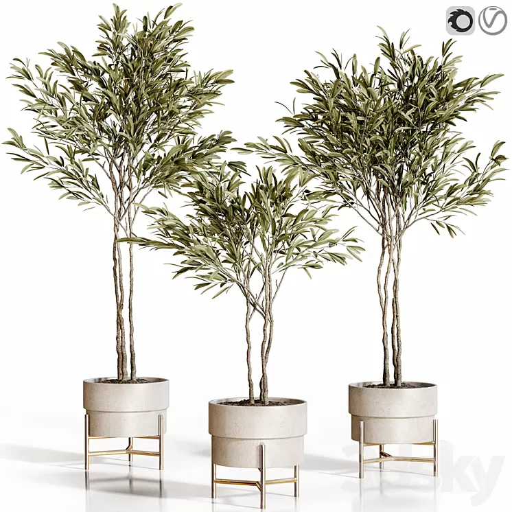 Olive trees 3