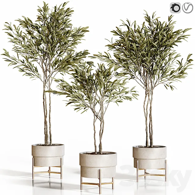 Olive trees 3 Free Download
