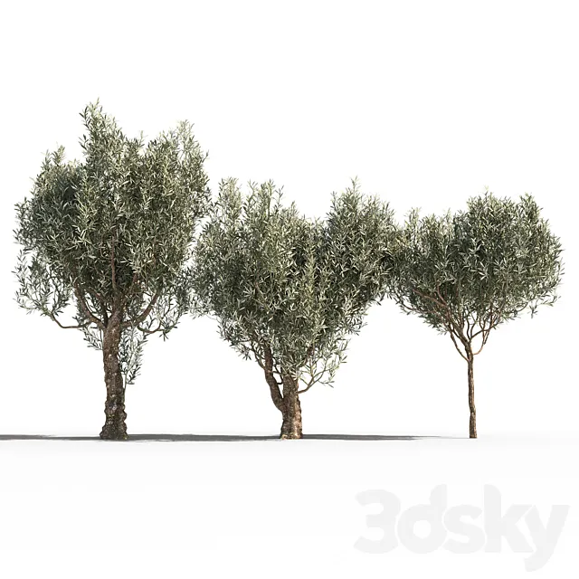 Olive Trees 3 (Olive Trees 3) 3DModel