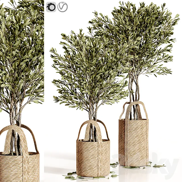 Olive trees 5 3D Model