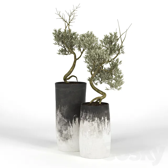 Olive_Tree_III 3DModel