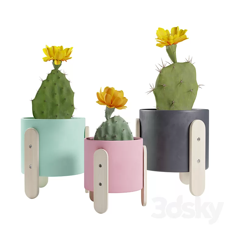 Opuntia Cactus Pack 3D Model