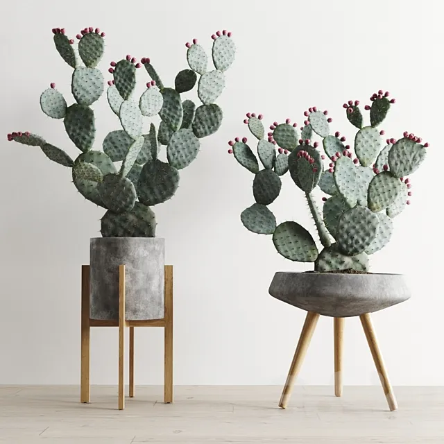 Opuntia In Concrete Planters. Cactus set 1 3DModel