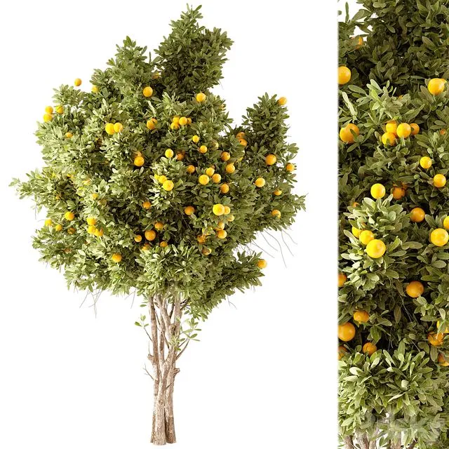 Orange Tree 01 3D Model