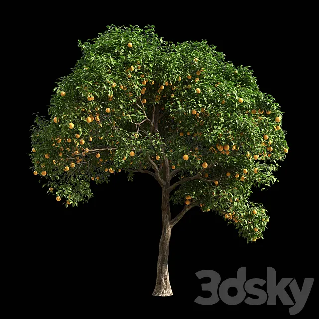 Orange Tree 1 3D Model