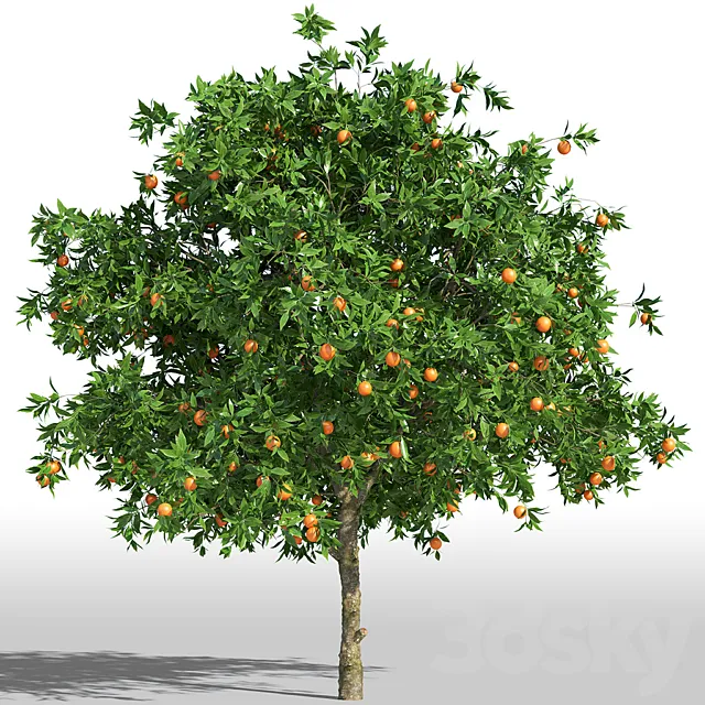 Orange Tree _ Orange tree 3DModel