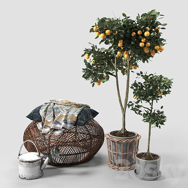 Orange Trees set_03 3DModel