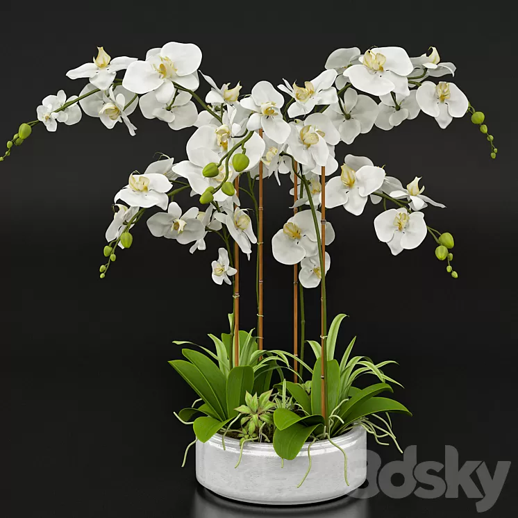 Orchid 13 3D Model
