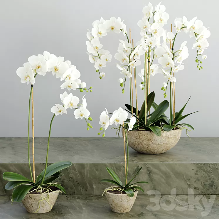 Orchid 2 3D Model