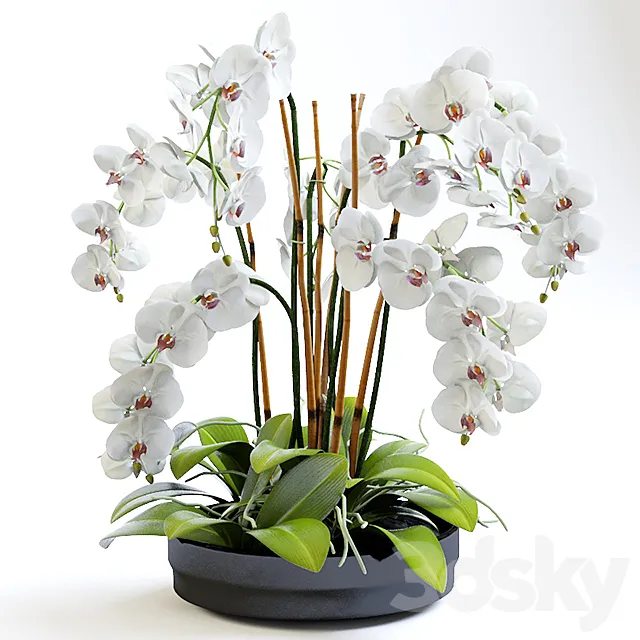 Orchid 2 3DModel