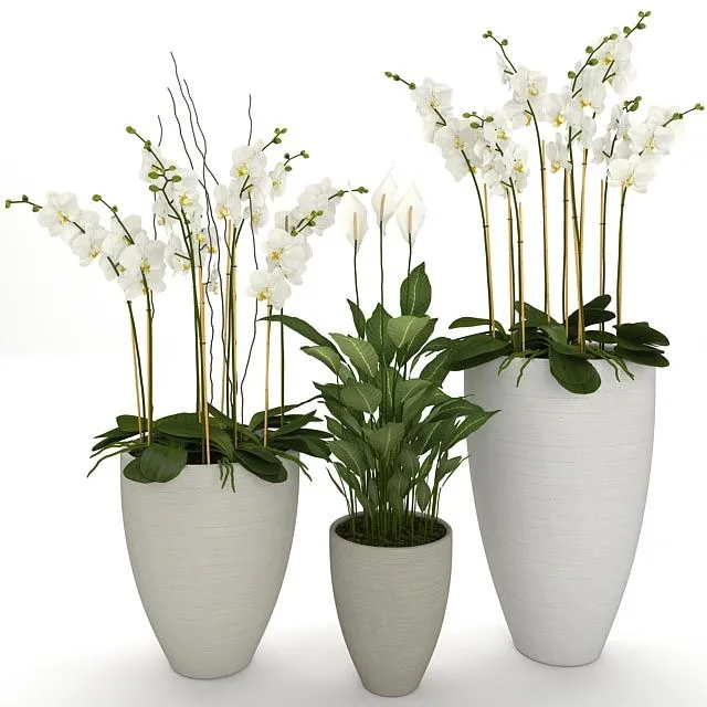ORCHID 3D Model