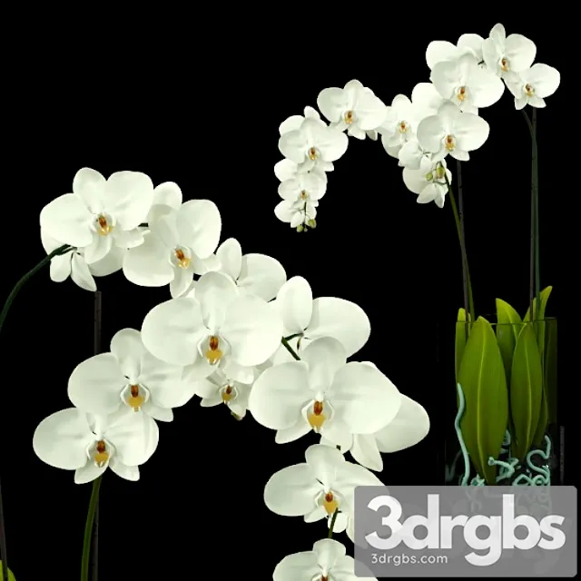 Orchid 3D Model Free