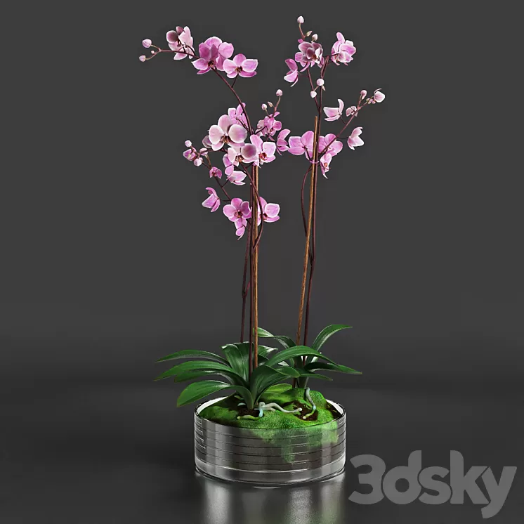 Orchid 3D Model