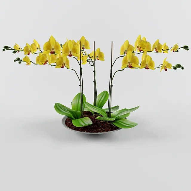 Orchid 3DModel