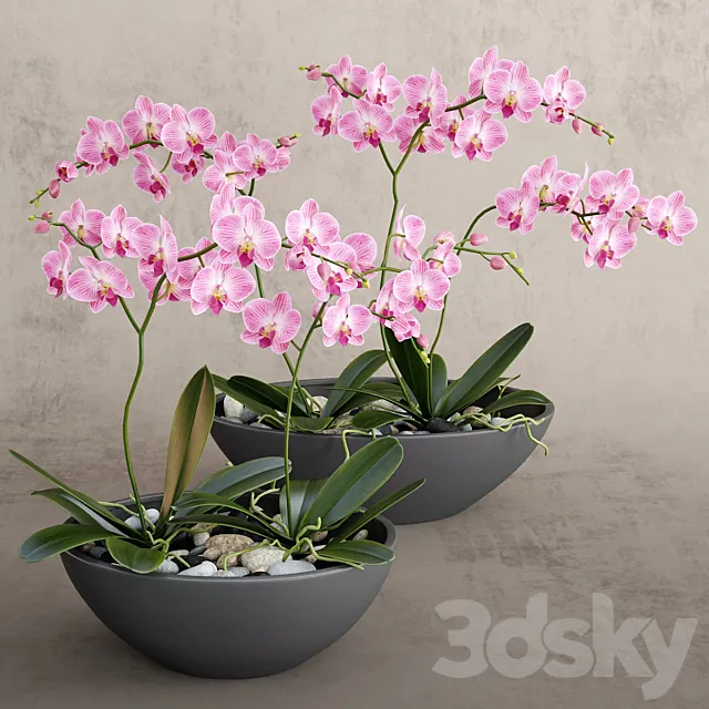 Orchid 3DModel