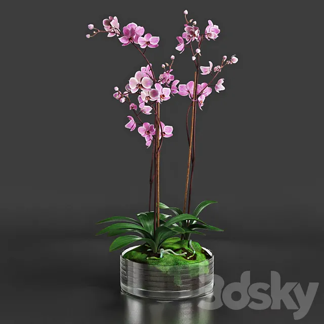 Orchid 3DModel