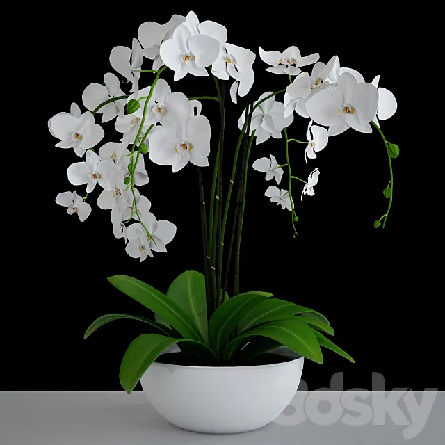 Orchid 3DModel