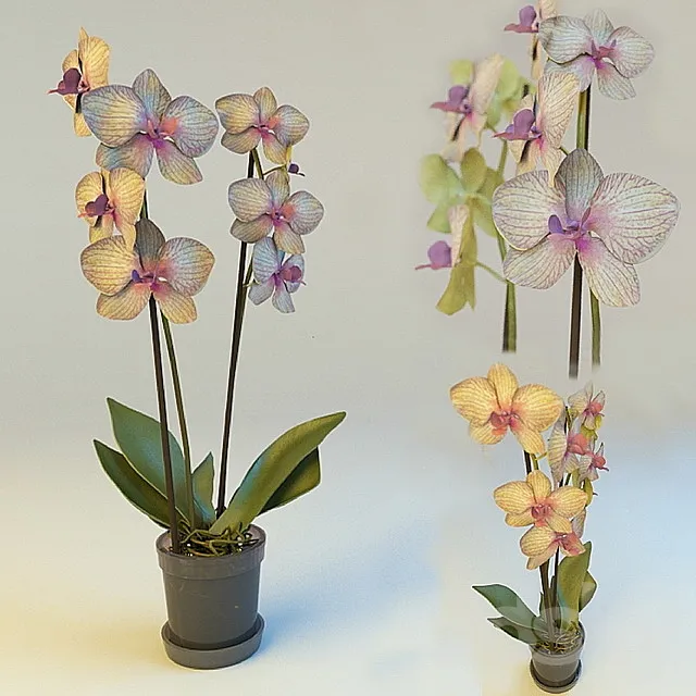 Orchid 3DModel