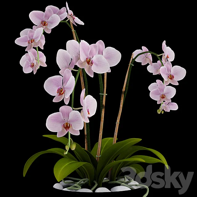 Orchid 3DModel