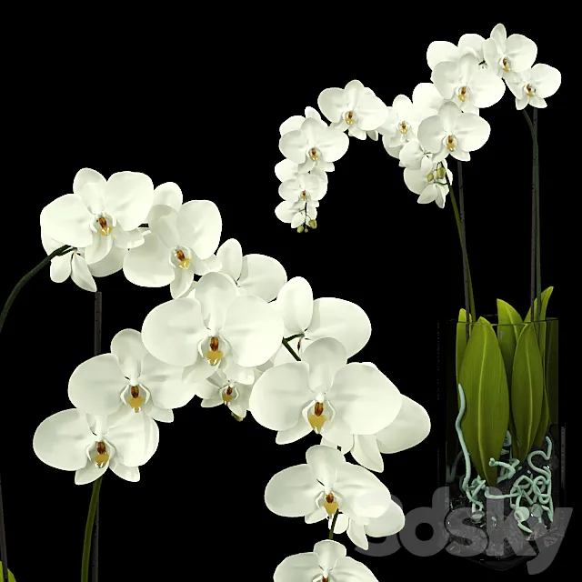 Orchid 3DModel