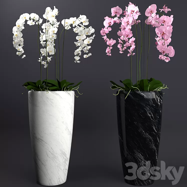 Orchid 4 3D Model