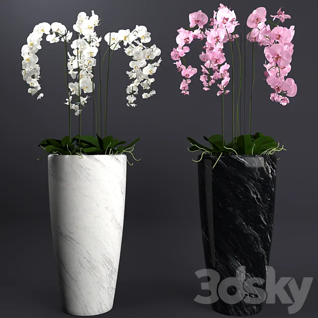 Orchid 4 Free Download