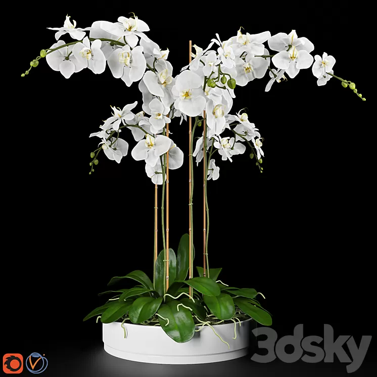 Orchid 5 3D Model