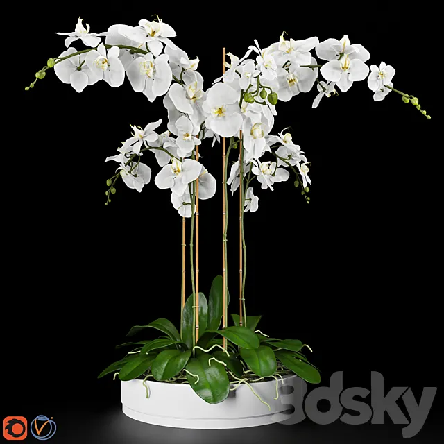 Orchid 5 3DModel