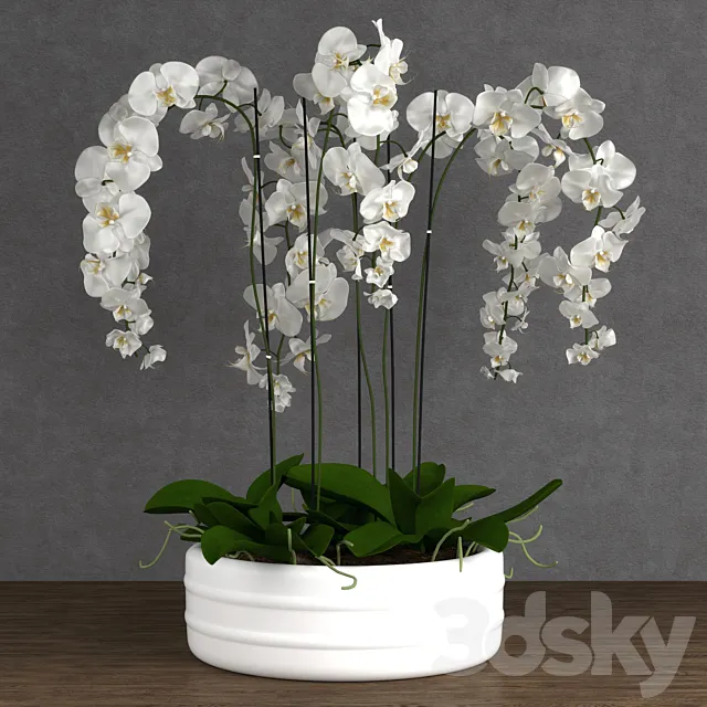 Orchid 6 3D Model