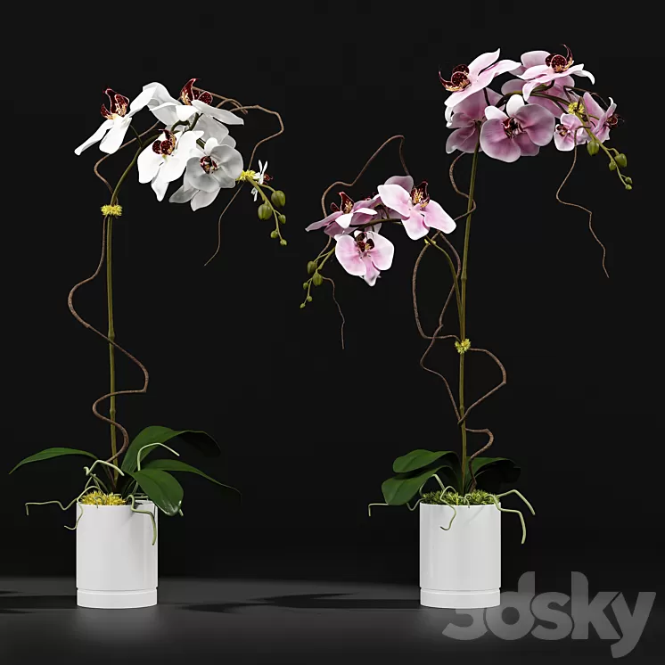 Orchid 8 3D Model