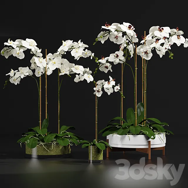 Orchid 9 3DModel