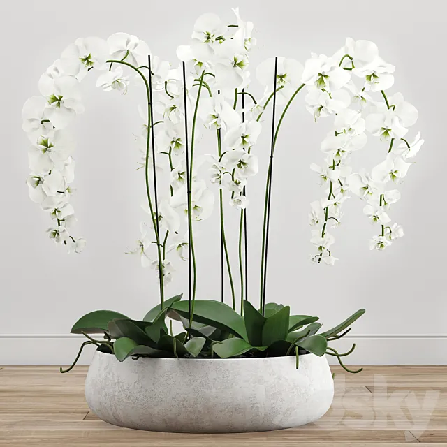 Orchid arrangement 2 3D Model
